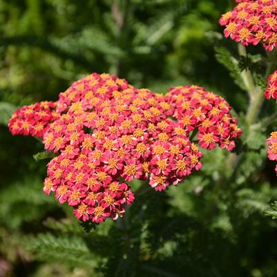 Achillea millefolium Skysail Fire