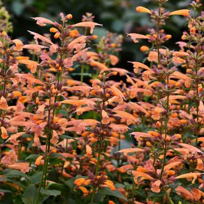 Agastache Mango Tango PP28747