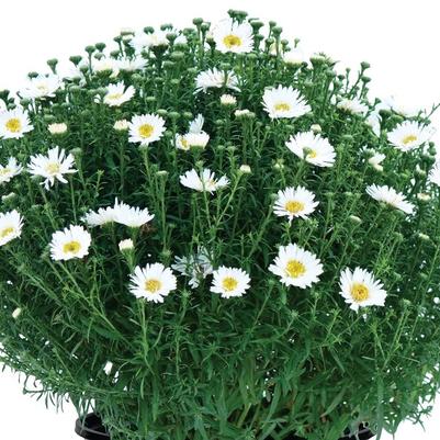 Aster dumosus Aurora White