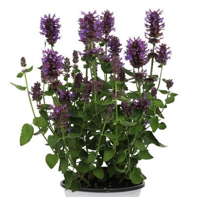 Agastache Honeysticks Purple