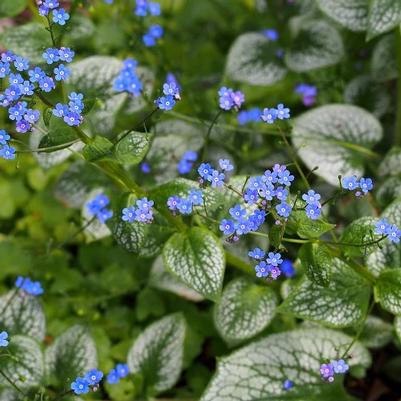 Brunnera macrophylla Sea Heart PP24684