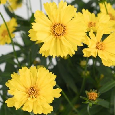 Coreopsis Leading Lady™ Sophia