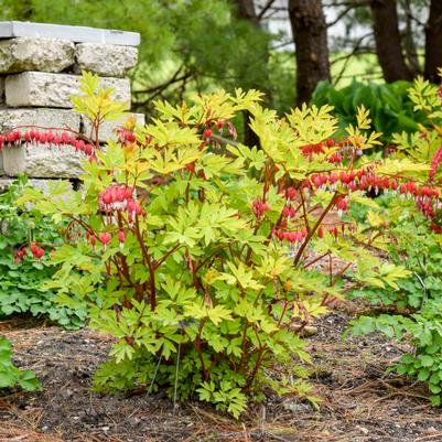Dicentra spectabilis Hearts on Fire PPAF
