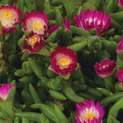 Delosperma Rock Crystal Magenta Pop