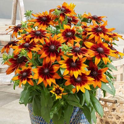 Echibeckia Summerina® Sunreef™
