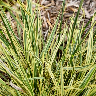 Festuca arundi. Perfect Edging PPAF