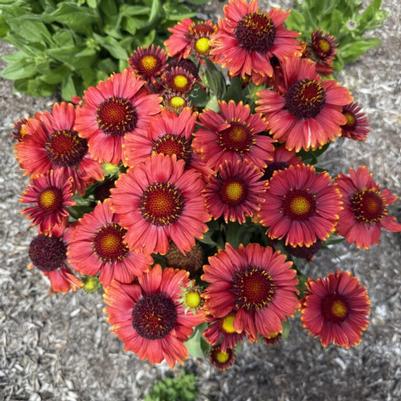Gaillardia aristata Low Rider™ PPAF