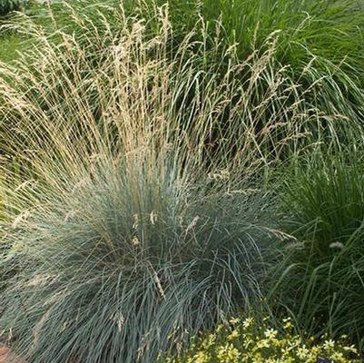 Helictotrichon semp. 