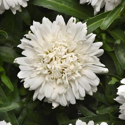 Leucanthemum x superbum Make My Daisy™ Crazy PP35074