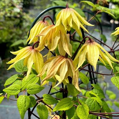 Clematis Funyella®