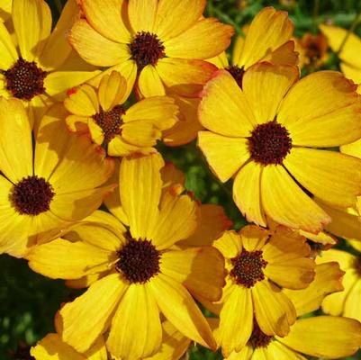Coreopsis Permathread™ Buttered Rum PP32739