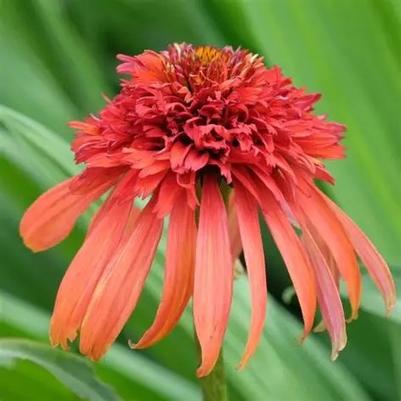 Echinacea purpurea Hot Papaya