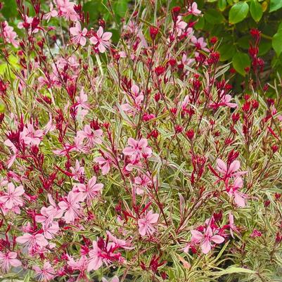 Gaura lindheimeri Passionate Rainbow PP17002