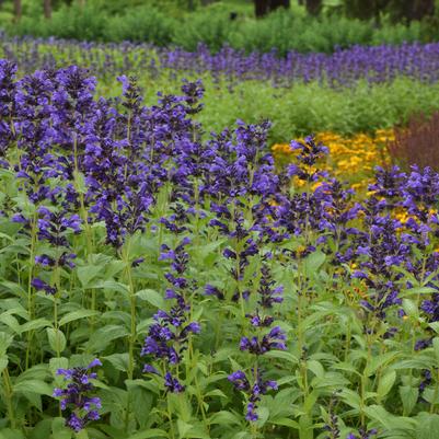 Nepeta Prelude™ Purple PP33997