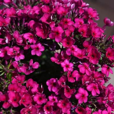 Phlox paniculata Early® Cerise