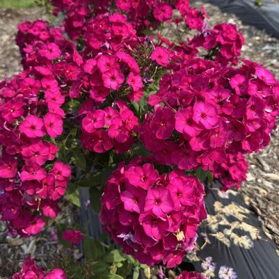 Phlox paniculata Flame™ Bordeaux Red