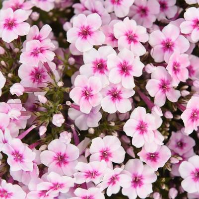 Phlox paniculata Early® Pink