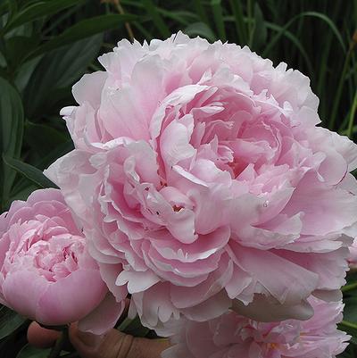 Paeonia lacttiflora Pink Double