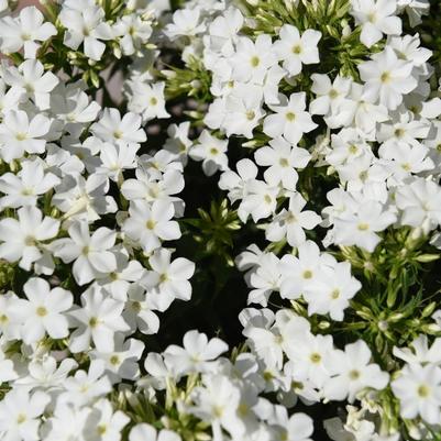 Phlox paniculata Early® White