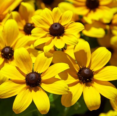 Rudbeckia SmileyZ™ Speedy