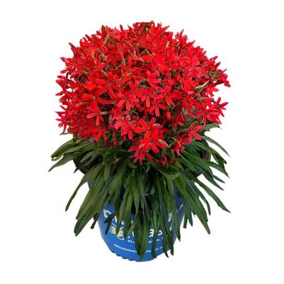 Silene virginica Forged by Fire PP36247