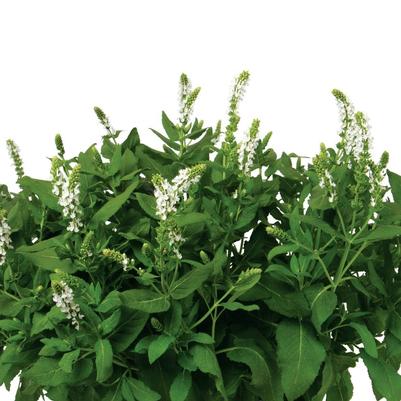 Salvia nemorosa Clarity