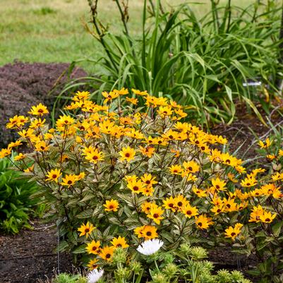 Heliopsis helianthoides Touch of Blush PPAF