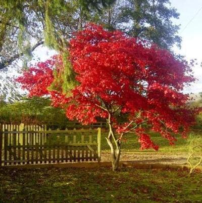Acer palmatum Fireglow