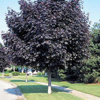Acer platanoides Crimson King