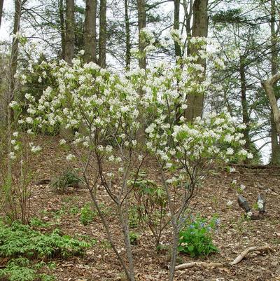 Amelanchier x grandiflora Autumn Brilliance