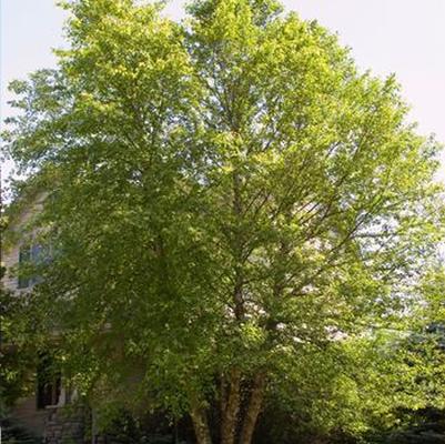 Betula nigra Heritage