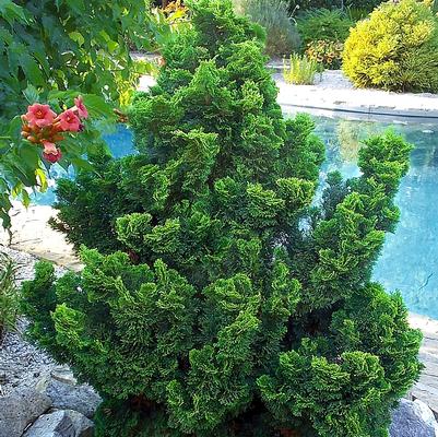 Chamaecyparis obtusa Nana Gracilis