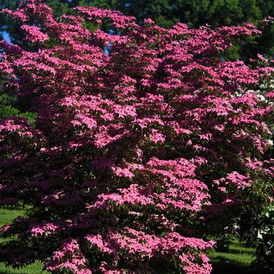 Cornus kousa Scarlet Fire
