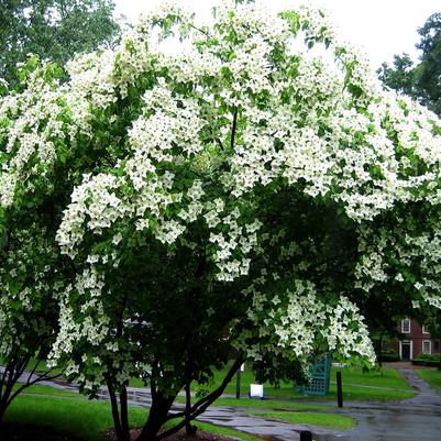 Cornus kousa 