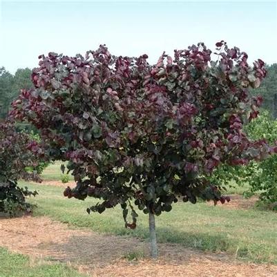 Cercis canadensis Merlot