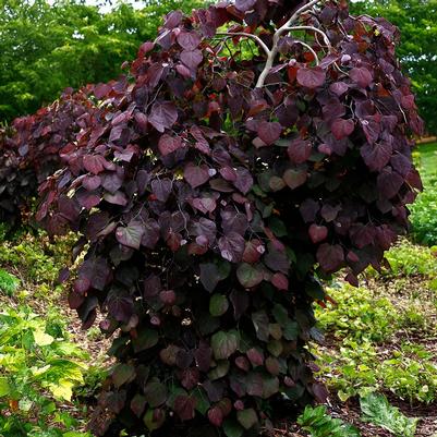 Cercis canadensis Ruby Falls