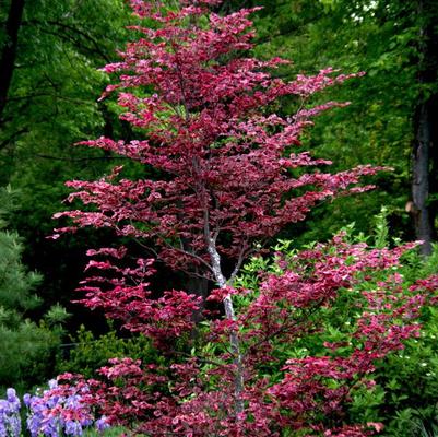 Fagus sylvatica Roseomarginata