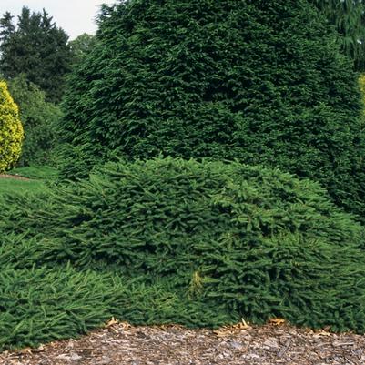 Picea abies Repens