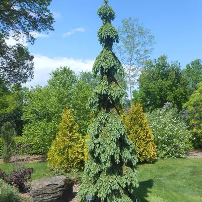 Picea glauca Pendula