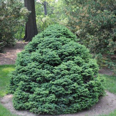 Picea omorika Nana (Tree Form)