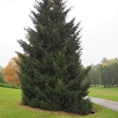 Picea orientalis Gowdy