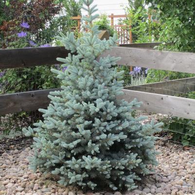 Picea pungens Baby Blue Eyes