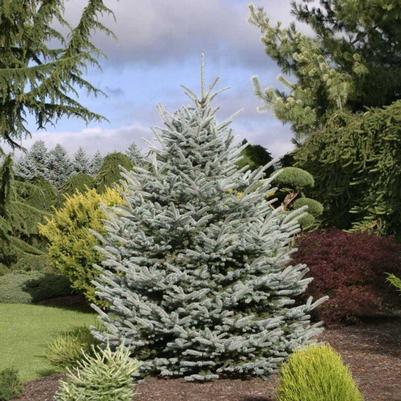 Picea pungens Fat Albert