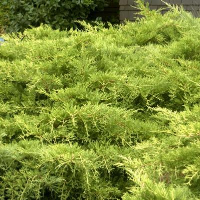 Juniperus chinensis Casino Gold