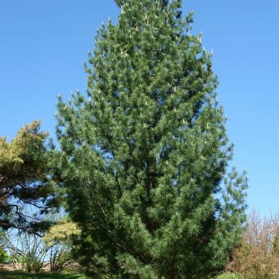 Pinus strobus Fastigiata