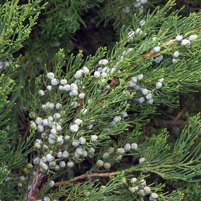 Juniperus chinensis Hetzii Columnaris