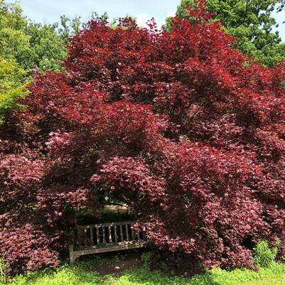 Acer palmatum Bloodgood