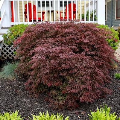 Acer palmatum Crimson Queen