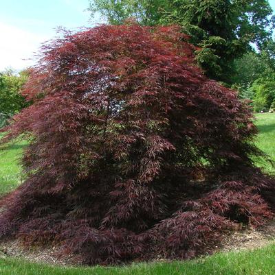 Acer palmatum Tamukeyama