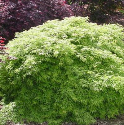 Acer palmatum Viridis